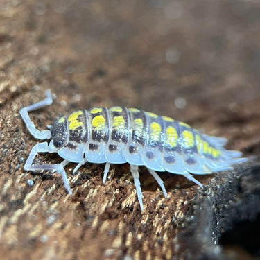 porcellio ornatus high yellow